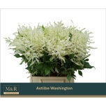 Astilbe Washington 50cm