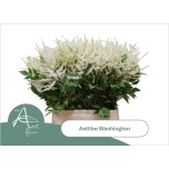 Astilbe Washington 50cm