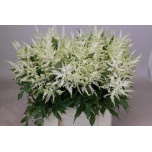 Astilbe Washington 50cm