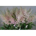 Astilbe Erika 70cm