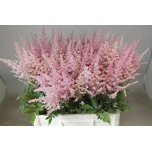Astilbe Erika 70cm