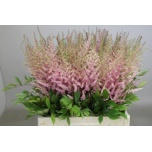 Astilbe Erika 70cm