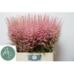 Astilbe Erika 70cm