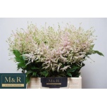 Astilbe Europa 45cm
