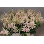 Astilbe Europa 45cm