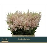 Astilbe Europa 45cm
