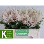 Astilbe Europa 50cm