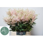 Astilbe Europa 50cm