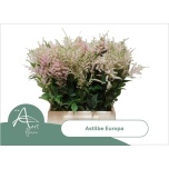 Astilbe Europa 50cm