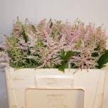 Astilbe Europa 50cm