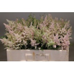 Astilbe Europa 50cm