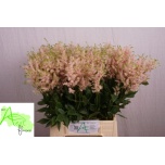 Astilbe Europa 50cm