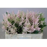 Astilbe Europa 50cm