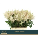Astilbe Europa 50cm
