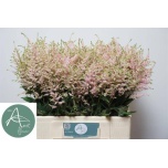 Astilbe Europa 60cm