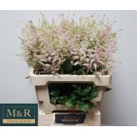 Astilbe Europa 60cm