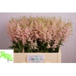 Astilbe Europa 60cm