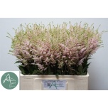 Astilbe Europa 60cm