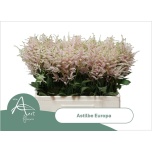Astilbe Europa 60cm