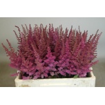 Astilbe Maggie Daley 55cm