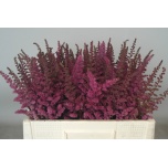 Astilbe Maggie Daley 55cm