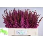 Astilbe Maggie Daley 55cm
