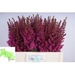 Astilbe Maggie Daley 60cm