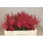 Astilbe Paul Gaarde 50cm