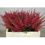 Astilbe Paul Gaarde 50cm