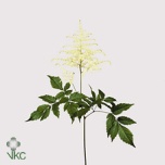 Astilbe Washington 60cm