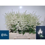 Astilbe Washington 60cm