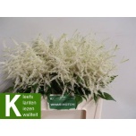 Astilbe Washington 60cm