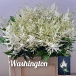 Astilbe Washington 60cm