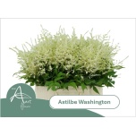 Astilbe Washington 60cm