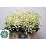 Astilbe Washington 60cm