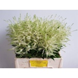 Astilbe Washington 60cm