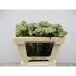 Astrantia Shaggy 50cm