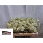 Astrantia Shaggy 50cm