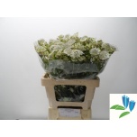 Astrantia Shaggy 55cm