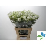Astrantia Shaggy 65cm