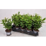 Laurus Loorberipuu 11cm