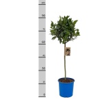 Laurus Loorberipuu 20cm