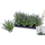Lavandula Lavendel an ardeche blue 12cm