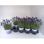 Lavandula Lavendel an Hidcote 12cm