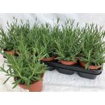 Lavandula Lavendel an Hidcote 12cm