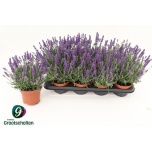 Lavandula Lavendel an Hidcote 13cm