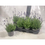 Lavandula an Lavendel Hidcote 13cm
