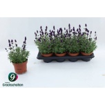 Lavandula Lavendel an Hidcote 13cm