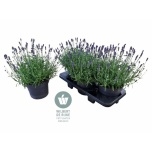 Lavandula Lavendel an Hidcote 19cm