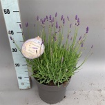 Lavandula Lavendel an Hidcote 23cm